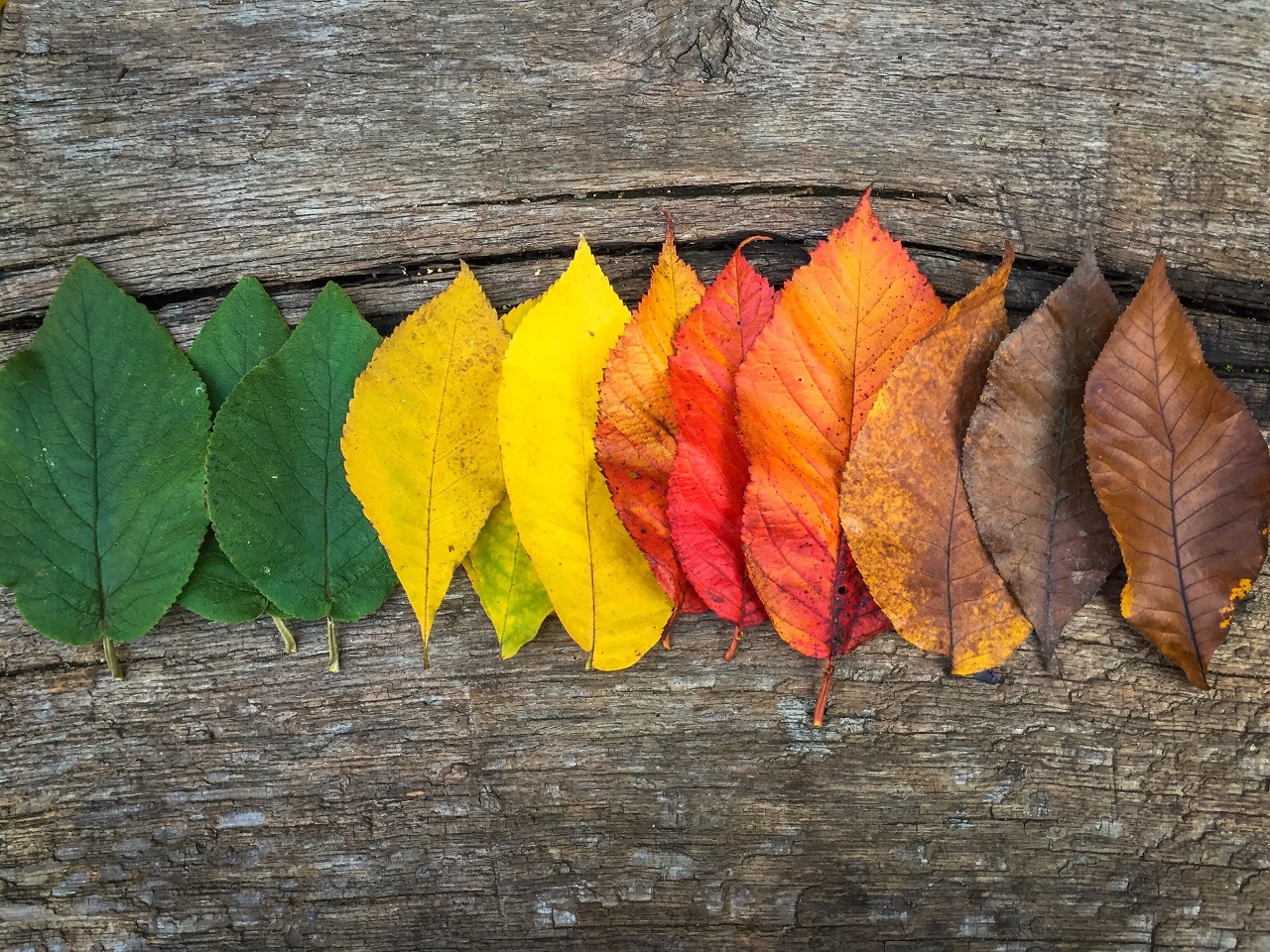 Best seasons and campaigns for treatment in Turkiye