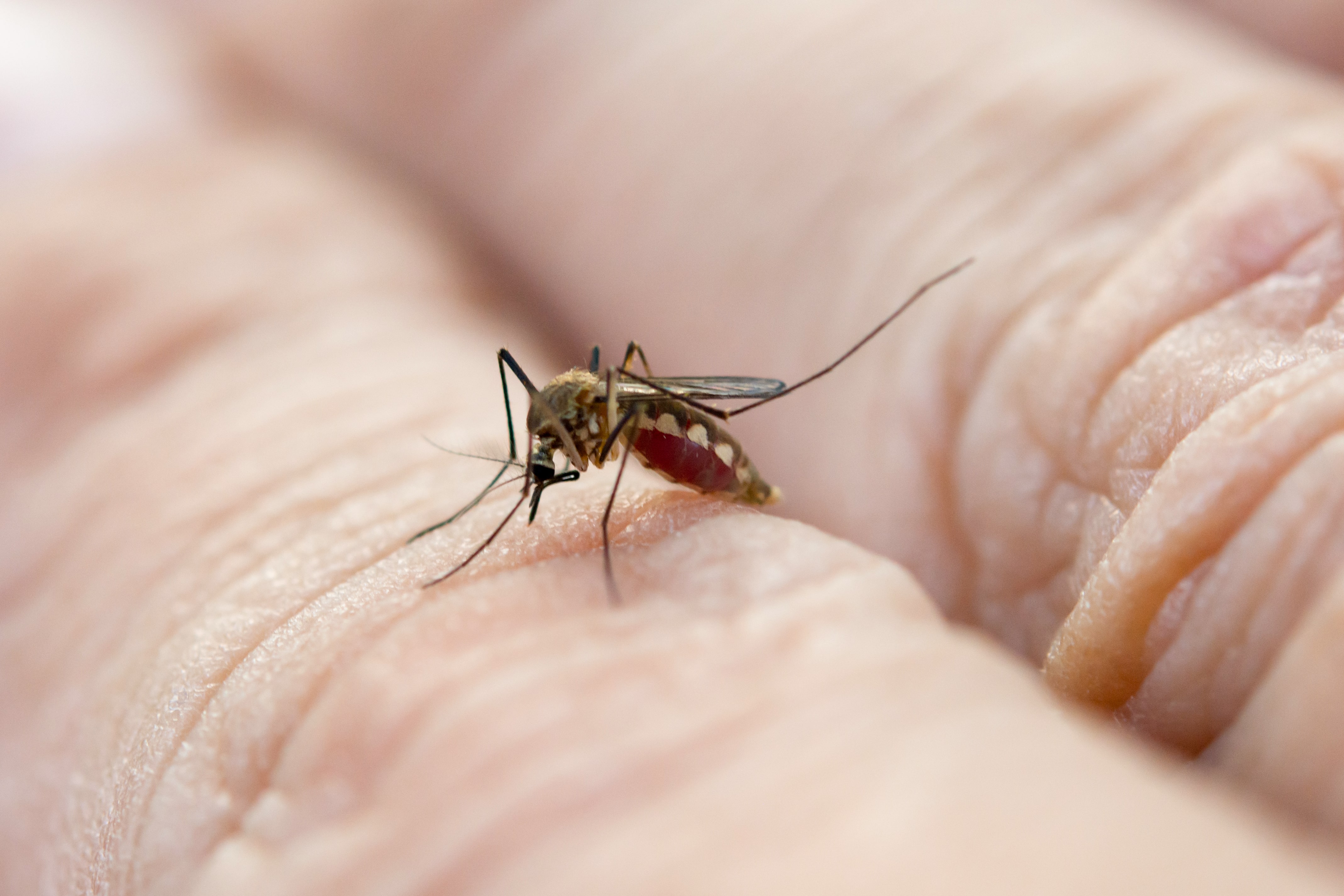 What Are the Symptoms of Zika Virus? How is it be Contaminated by?